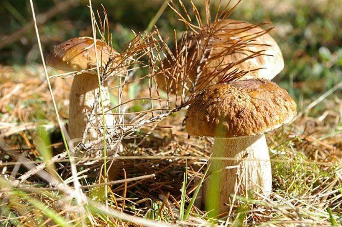 فيلا Agro-Wda Czarna Woda المظهر الخارجي الصورة